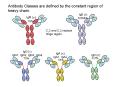 Antibody Classes are defined by the constant region of