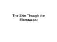 The Skin Though the Microscope