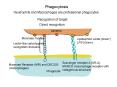 Phagocytosis
