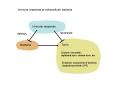 Immune response to extracellular bacteria