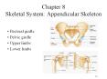 Chapter 8 Skeletal System: Appendicular Skeleton