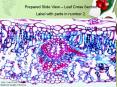 Prepared Slide View Leaf Cross Section