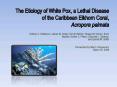 The Etiology of White Pox, a Lethal Disease of the Caribbean Elkhorn Coral, Acropora palmata