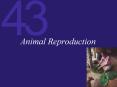 Animal Reproduction