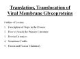 Translation, Translocation of Viral Membrane Glycoproteins