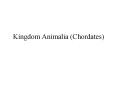 Kingdom Animalia Chordates