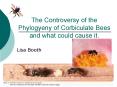 The Controversy of the Phylogyeny of Corbiculate Bees and what could cause it'