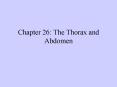 Chapter 26: The Thorax and Abdomen