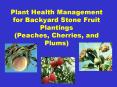 Plant Health Management for Backyard Stone Fruit Plantings (Peaches, Cherries, and Plums)