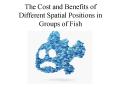 The Cost and Benefits of Different Spatial Positions in Groups of Fish