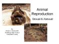 Animal Reproduction