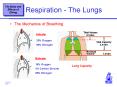 Respiration The Lungs