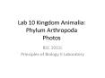 Lab 10 Kingdom Animalia: Phylum Arthropoda Photos