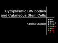 Cytoplasmic GW bodies and Cutaneous Stem Cells