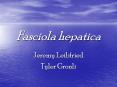 Fasciola hepatica