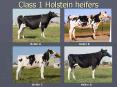 Class 1 Holstein heifers