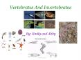 Vertebrates And Invertebrates