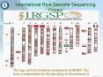 The logo and chromosome assignment of IRGSP' Our team is responsible for the decoding of chromosome