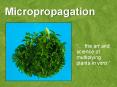 Micropropagation