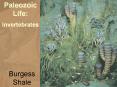 Burgess Shale