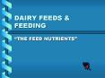 DAIRY FEEDS