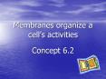 Membranes organize a cell