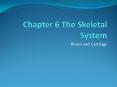 Chapter 6 The Skeletal System