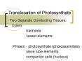 Translocation of Photosynthate