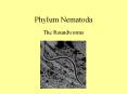 Phylum Nematoda