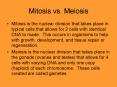 Mitosis vs' Meiosis