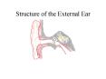Structure of the External Ear