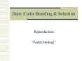 Dairy Cattle Breeding