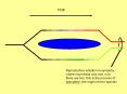 Reproductive isolation in sympatry; where once there was one, now there are two; this is the process of speciation, the origin of new species