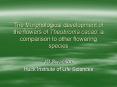 The Morphological development of the flowers of Theobroma cacao: a comparison to other flowering spe
