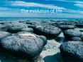 The evolution of life