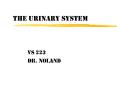 The Urinary System