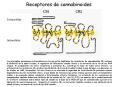 Fisiologa general del sistema cannabinoide