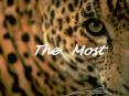 The Most