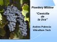 Powdery Mildew Cenicilla de la Uva
