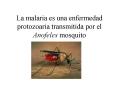 La malaria es una enfermedad protozoaria transmitida por el Anofeles mosquito