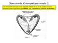 Diseccin de Mytilus galloprovincialis I