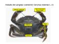 Estudio del cangrejo camarn Carcinus maenas L' I