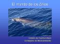 El mundo de los Zifios