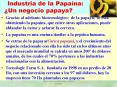 Industria de la Papana: Un negocio papaya