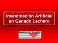 Inseminacin Artificial en Ganado Lechero
