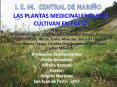 LAS PLANTAS MEDICINALES QUE SE CULTIVAN EN PASTO