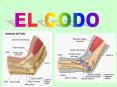 EL CODO