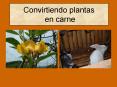 Convirtiendo plantas en carne