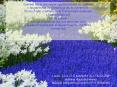 Adviento 2 domingo C