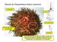 Estudio de Paracentrotus lividus Lamarck